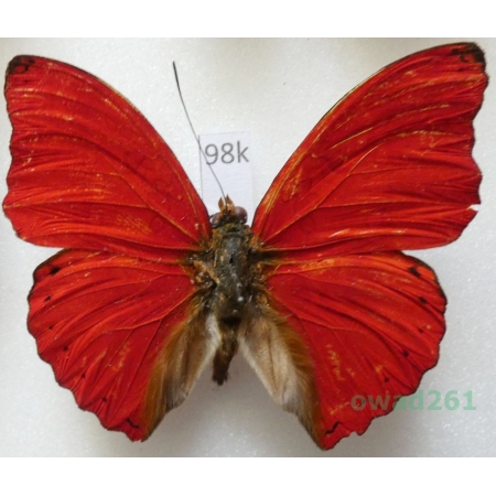 Cymothoe sangaris (Godart, 1824) Uganda 53mm98k